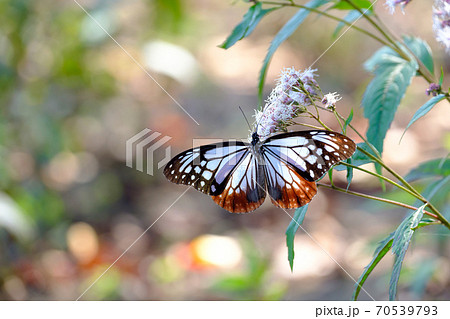 フジバカマの花の蜜を吸うアサギマダラの写真素材