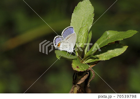 ツバメシジミ 70539798