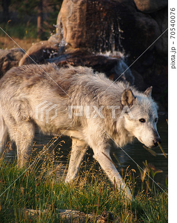 ハイイロオオカミの写真素材 [70540076] - PIXTA