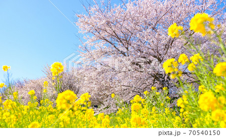 桜と菜の花（権現堂桜堤にて） 70540150