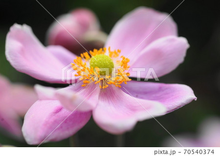 10月　調布649シュウメイギク(秋明菊･貴船菊)･キンポウゲ科･京王フローラルガーデンアンジェ 70540374