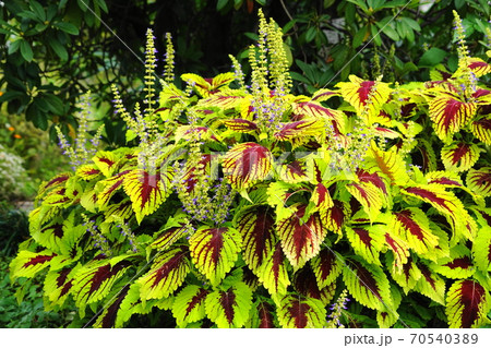 10月　調布634コリウス･シソ科･京王フローラルガーデン0アンジェアンジェ 70540389