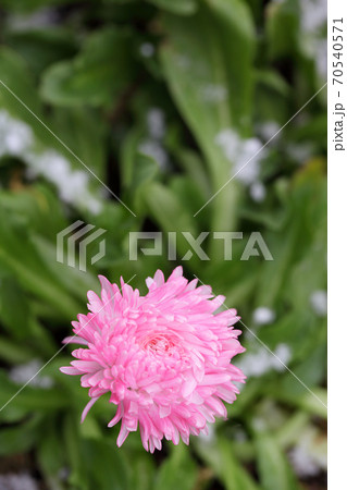 ヒナギクの花に降り積もった初雪 ヒナギクの花に降り積もった初雪 70540571