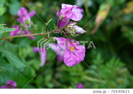 野に咲く赤紫色のツリフネソウの花 野に咲く赤紫色のツリフネソウの花 70540625