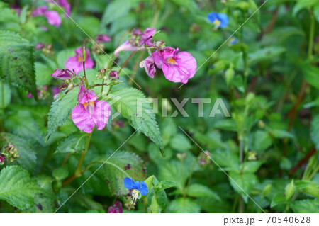 野に咲く赤紫色のツリフネソウの花 野に咲く赤紫色のツリフネソウの花 70540628