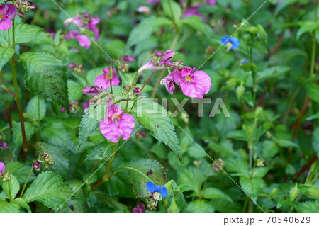 野に咲く赤紫色のツリフネソウの花 野に咲く赤紫色のツリフネソウの花 70540629