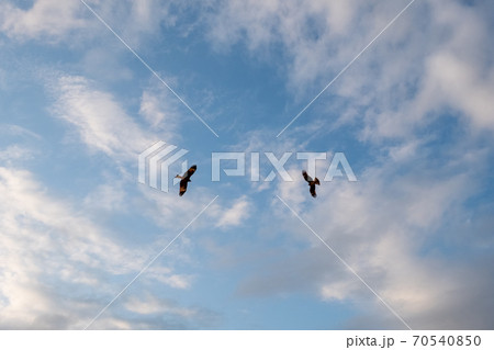 空を飛ぶ二羽のトンビ 70540850
