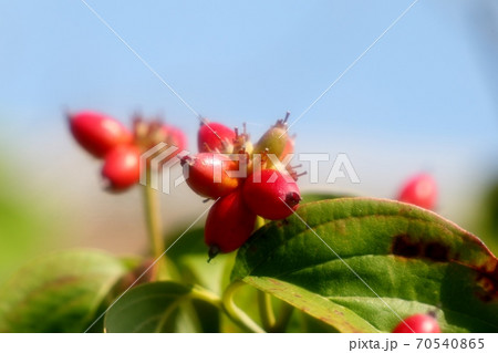 木の実 ハナミズキ 秋の実り 赤い実 の写真素材