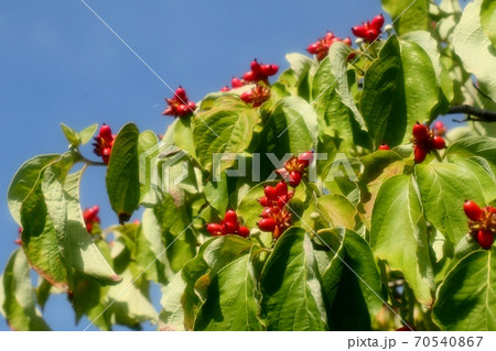 木の実:ハナミズキ:秋の実り:赤い実 木の実:ハナミズキ:秋の実り:赤い実 70540867