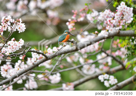 称名寺の桜に止まるカワセミ 70541030