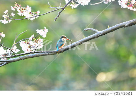 称名寺の桜に止まるカワセミ 70541031
