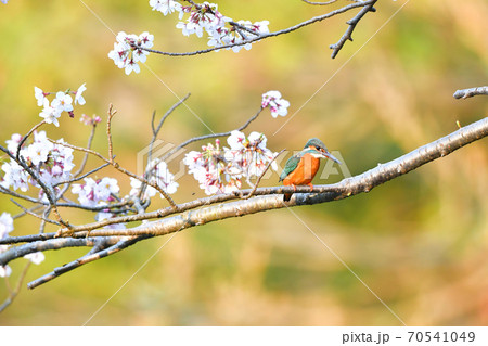 称名寺の桜に止まるカワセミ 70541049