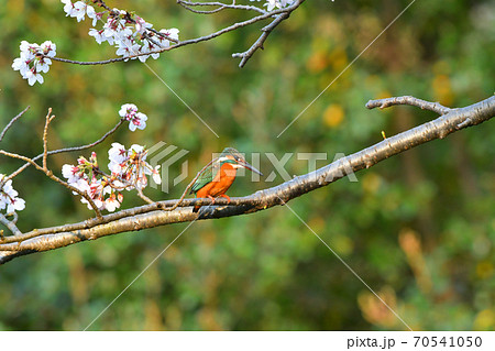 称名寺の桜に止まるカワセミ 70541050