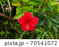 沖縄観光旅行地で咲いていた赤いハイビスカス 70541072