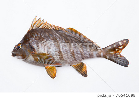 タカノハダイ(鷹羽鯛) タカノハダイ(鷹羽鯛) 70541099