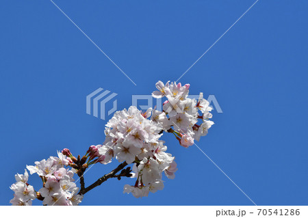 青空を背景にした桜ソメイヨシノ 70541286
