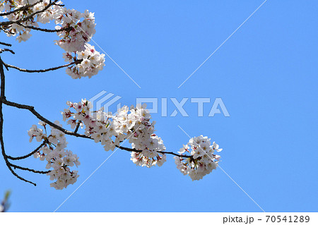青空を背景にした桜ソメイヨシノ 70541289