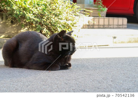 横から見た黒猫 横から見た黒猫 70542136