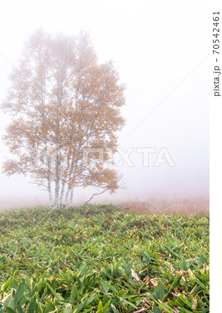 《長野県》秋の志賀高原・霧の田ノ原湿原 70542461