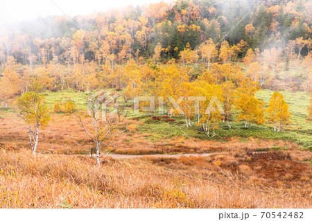 《長野県》秋の志賀高原・霧の田ノ原湿原 《長野県》秋の志賀高原・霧の田ノ原湿原 70542482