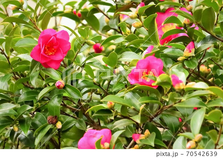 美しい山茶花 70542639