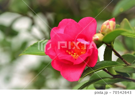美しい山茶花 美しい山茶花 70542643