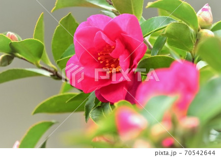 美しい山茶花 70542644