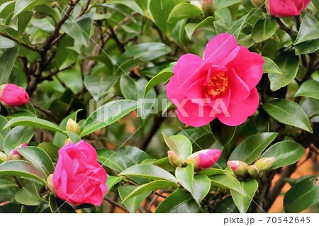 美しい山茶花 美しい山茶花 70542645