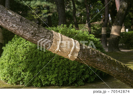 松の幹に巻かれた菰巻きは害虫駆除の役割を果たす 秋の風物詩の写真素材