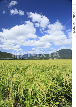 青空の下の田んぼ 70543007