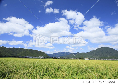 青空の下の山田錦【横】 青空の下の山田錦【横】 70543008