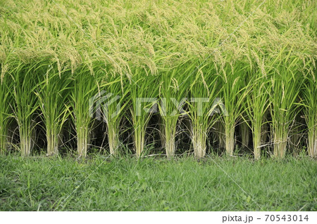 収穫前の山田錦 収穫前の山田錦 70543014