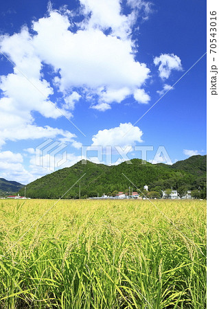 秋空の山田錦(縦) 70543016