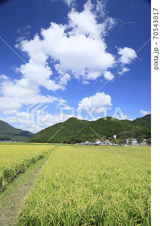 秋空の下の山田錦【縦】 70543017
