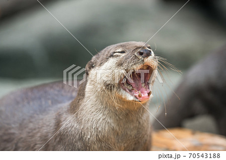 【多摩動物公園のコツメカワウソ】 70543188