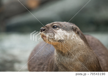 【多摩動物公園のコツメカワウソ】 【多摩動物公園のコツメカワウソ】 70543190