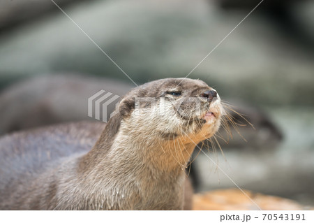 【多摩動物公園のコツメカワウソ】 70543191