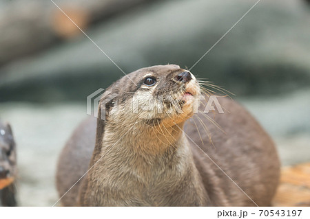 【多摩動物公園のコツメカワウソ】 【多摩動物公園のコツメカワウソ】 70543197