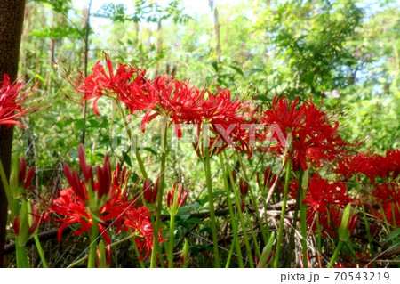 秋の花：彼岸花：曼珠沙華：天の川の土手 70543219