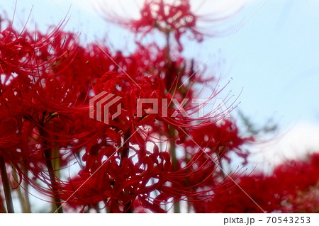 秋の花:彼岸花:曼珠沙華:天の川の土手 秋の花:彼岸花:曼珠沙華:天の川の土手 70543253