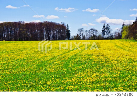 菜の花の絨毯　カナダ 70543280