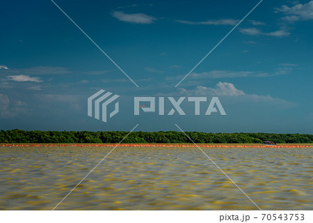 A variety of pink flamingos in Celestun National Park. Mexico. 70543753