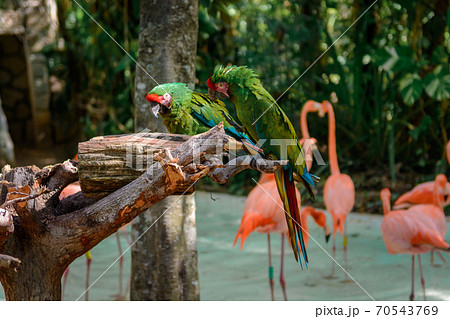 Two green parrots of Aru are sitting on a branch, flamingos in the background. 70543769