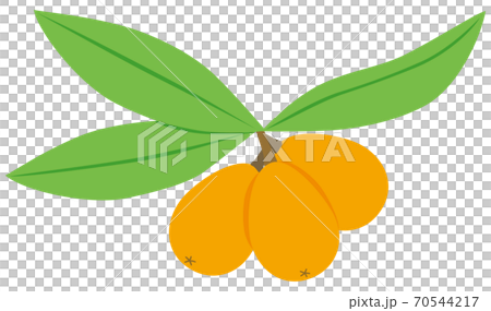 Loquat 70544217