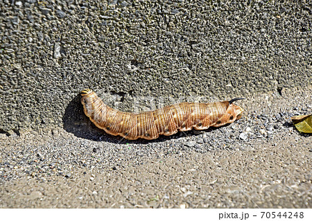 エビガラスズメの幼虫 エビガラスズメの幼虫 70544248