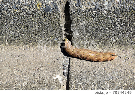 エビガラスズメの幼虫 70544249