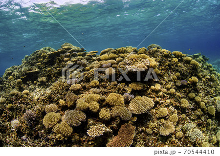沖縄の綺麗なサンゴ礁の写真素材