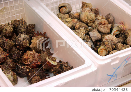 魚市場のサザエ Turban Shell in Seafood market 70544428