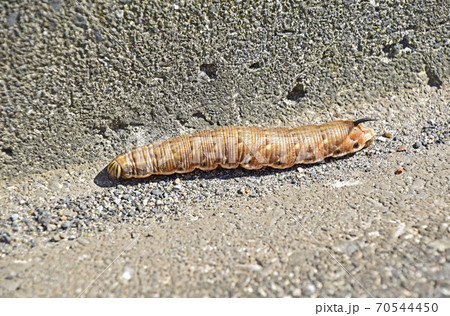 エビガラスズメの幼虫 70544450