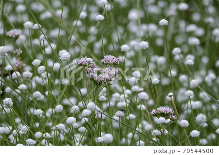 サワヒヨドリ 70544500